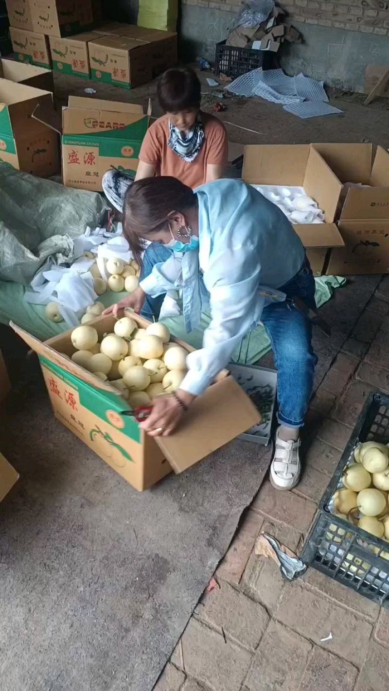 泊头水晶梨大量上市产地直发视频验货欢迎咨询量大从优