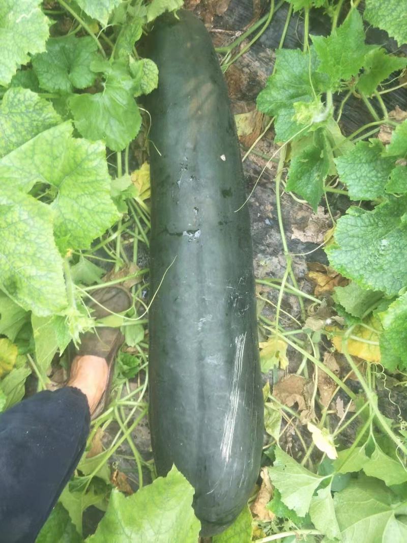 吊冬瓜大棚货、陆地瓜全国代发一手货源条直个大皮色好