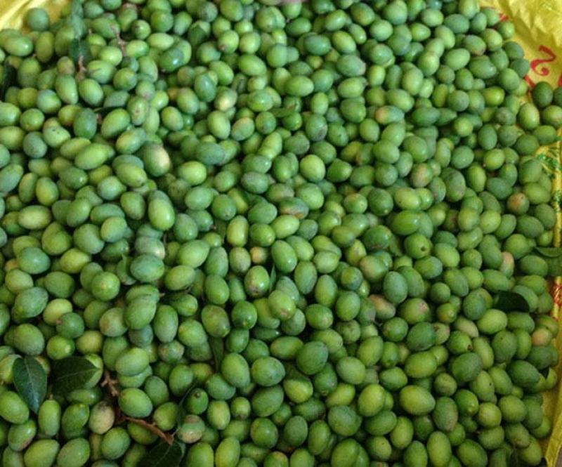 水果白榄柑榄即食良果可以作为果品加工原材煲汤柑榄汁