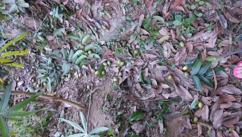 水果白榄柑榄即食良果可以作为果品加工原材煲汤柑榄汁