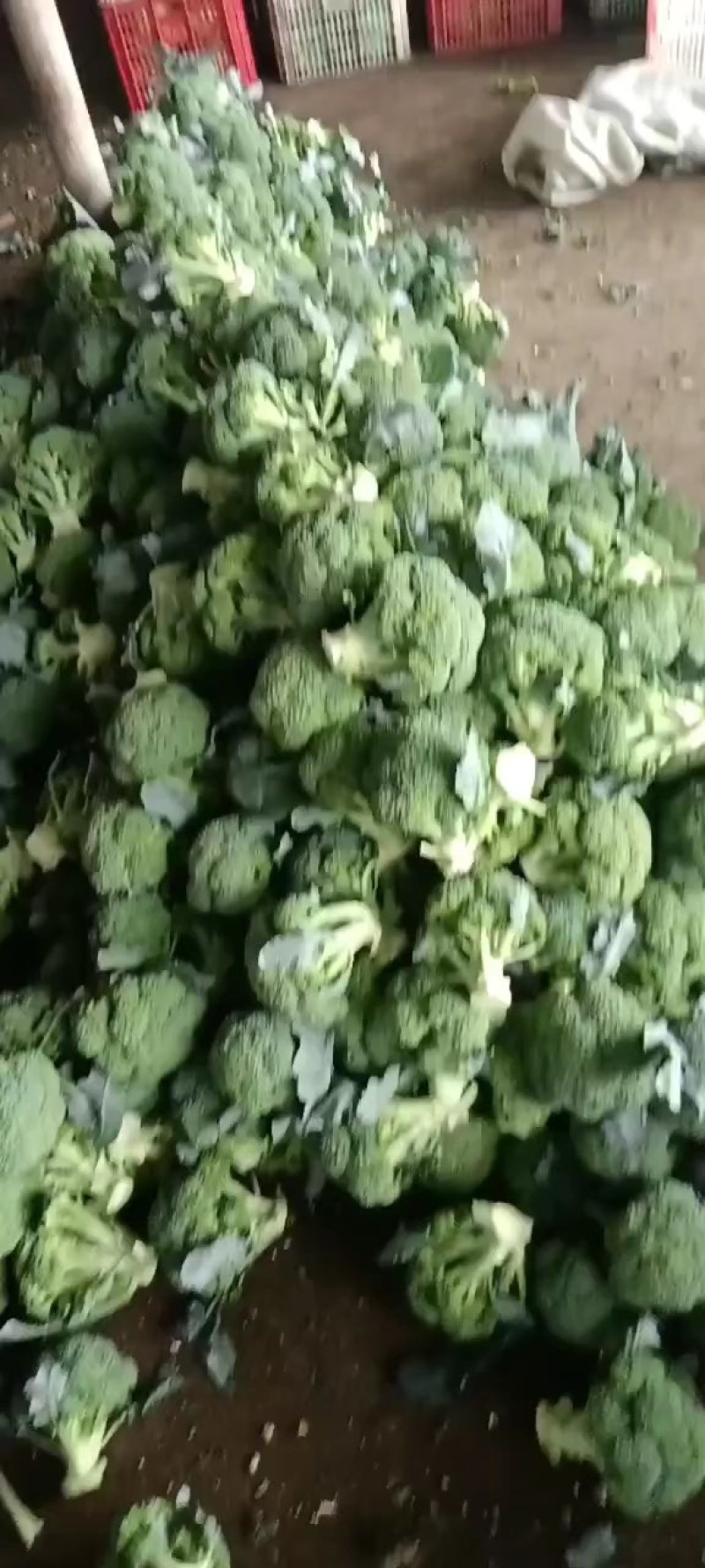 精品西兰花，产地发货，一手货源，量大从优，欢迎致电