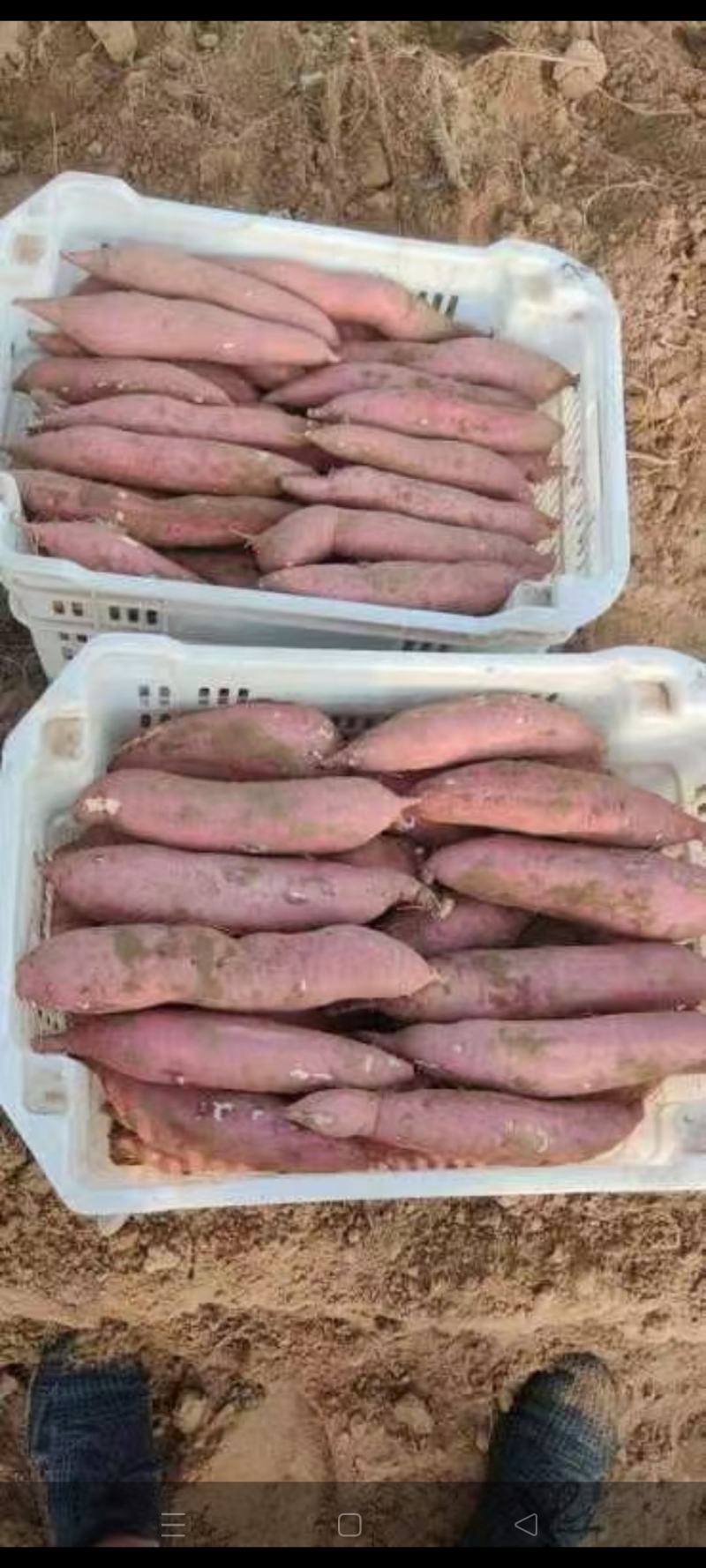陕西省大荔县渭南沙地板栗红薯有现货，自产自销品质有保证