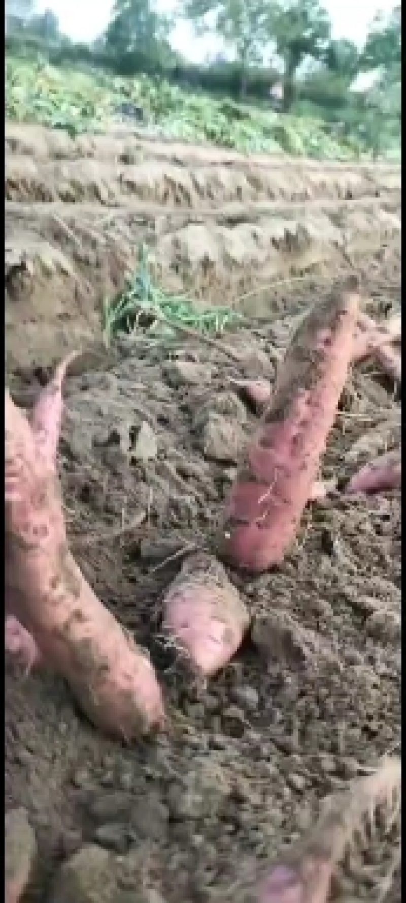 陕西省大荔县渭南沙地板栗红薯有现货，自产自销品质有保证