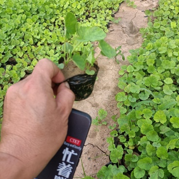 大花蜀葵