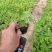 大花蜀葵