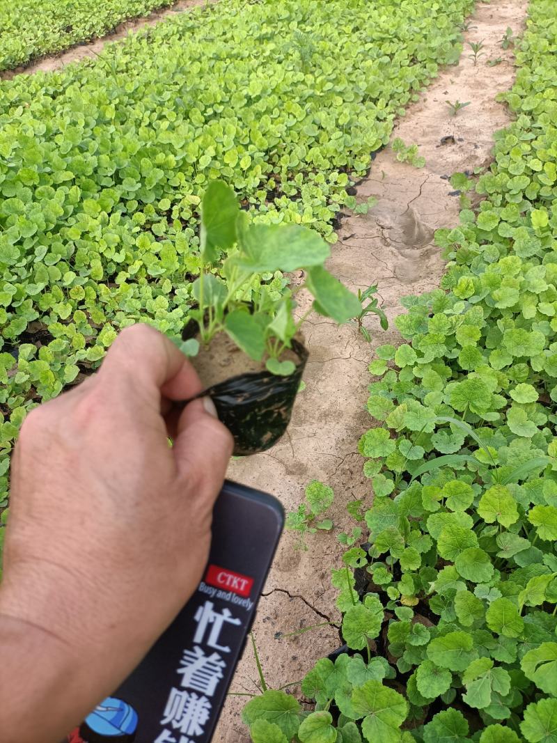 大花蜀葵