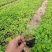 大花蜀葵