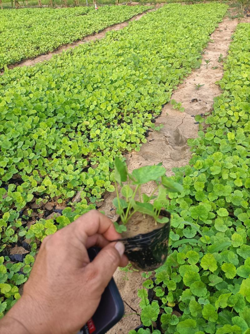 大花蜀葵
