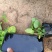 大花蜀葵