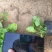 大花蜀葵
