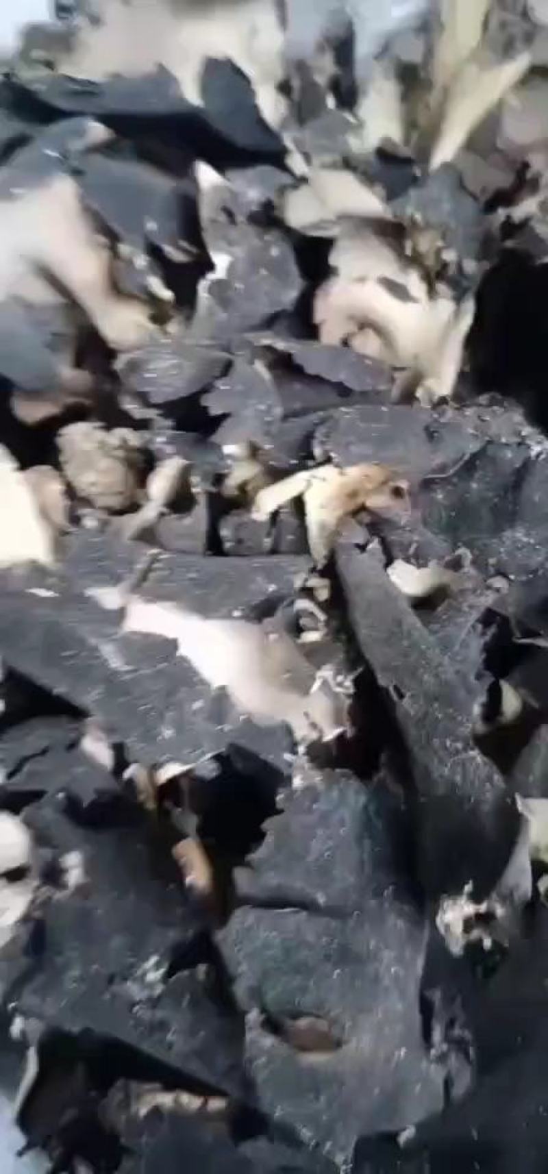 云南高原石耳菌，岩耳，石耳，石菇产地一手货