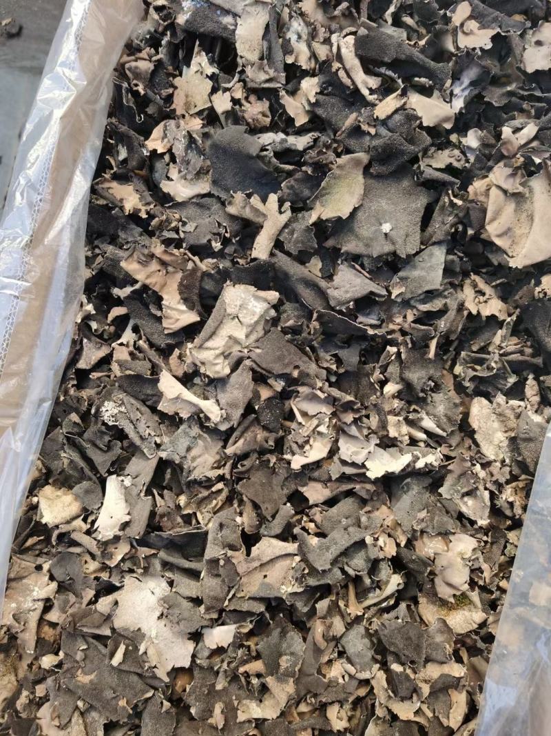 云南高原石耳菌，岩耳，石耳，石菇产地一手货