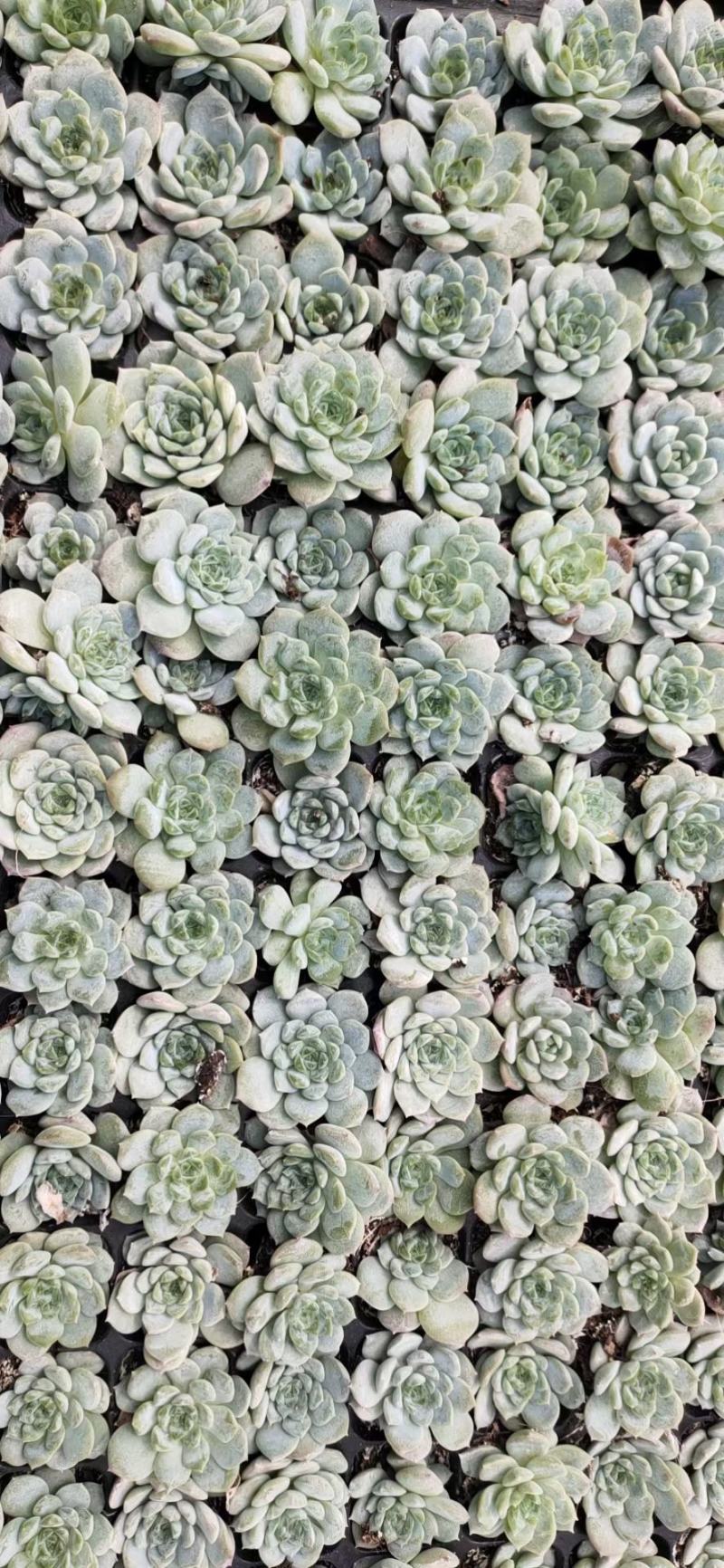 麦秆，天鹅绒，冰魄，水晶玫瑰穴盘苗大量出货，欢迎老板定