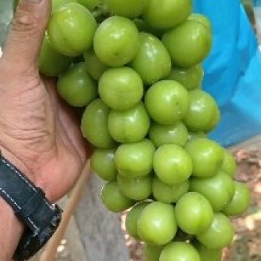 大量阳光玫瑰