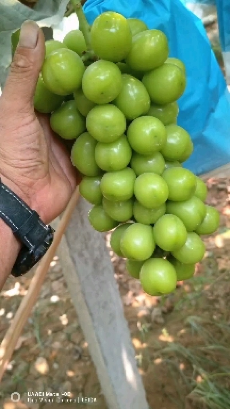 大量阳光玫瑰
