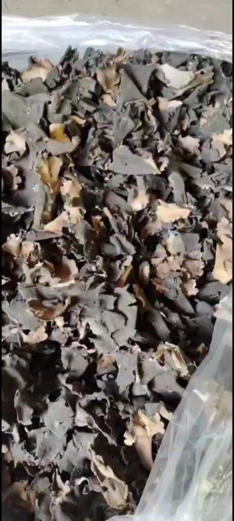 石耳，云南高山野生石耳菌，树石耳，云南石菇，产地一手货源
