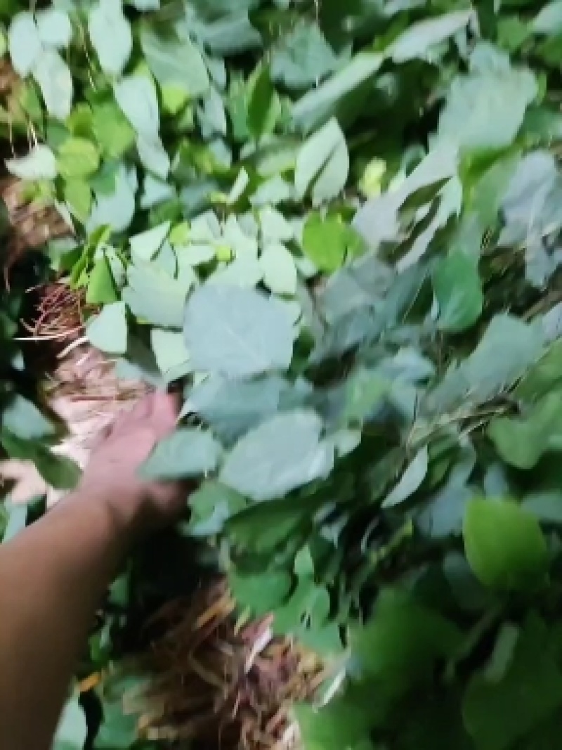淫羊藿。无杂质。全干货数量有限急。需处理