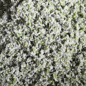 新鲜韭花大量上市中