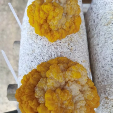 河南食用菌金耳菌生产厂家，主要批发为主，想要种植的可联系
