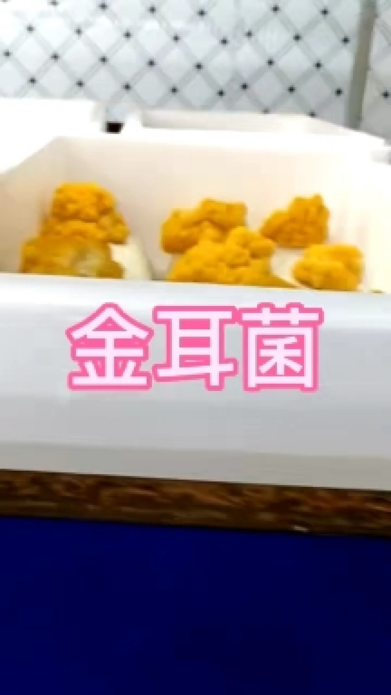 河南食用菌金耳菌生产厂家，主要批发为主，想要种植的可联系
