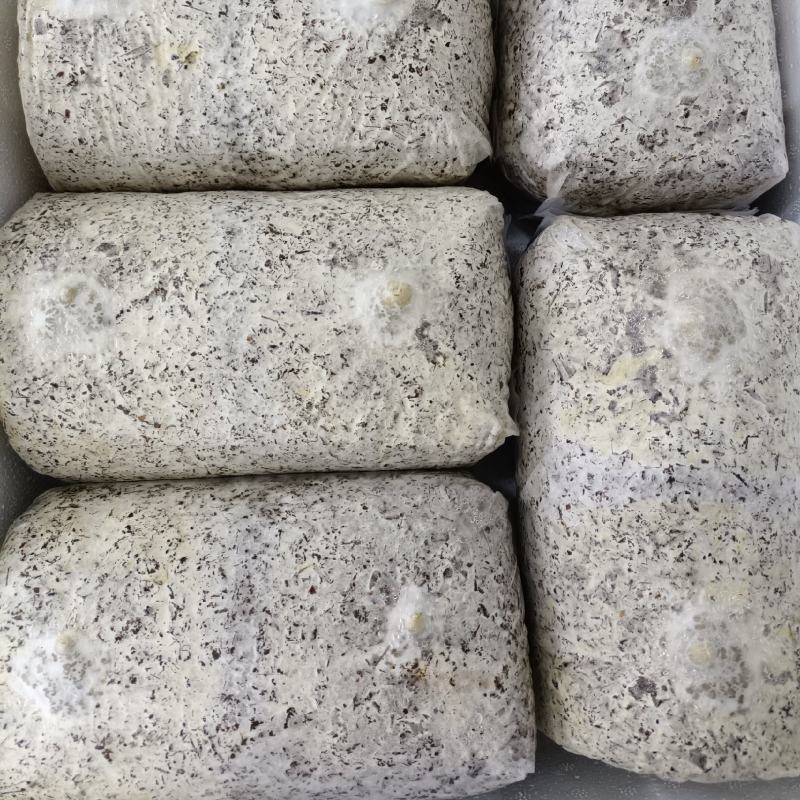 河南食用菌金耳菌生产厂家，主要批发为主，想要种植的可联系