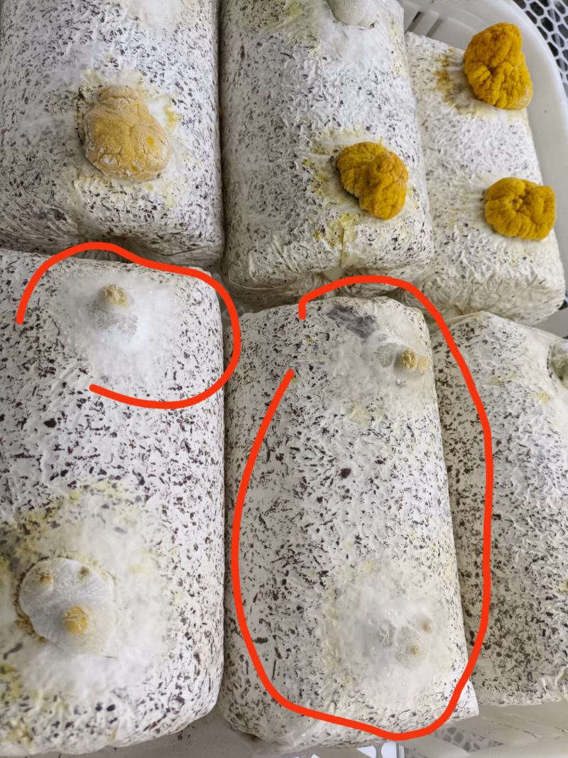 河南食用菌金耳菌生产厂家，主要批发为主，想要种植的可联系