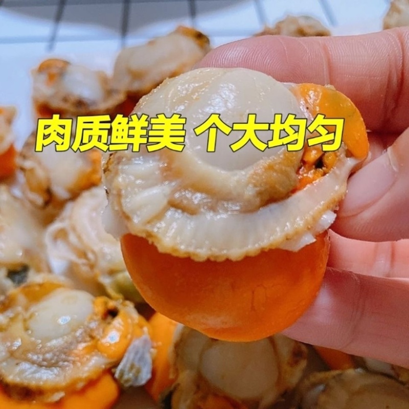 北城红贝扇贝肉
