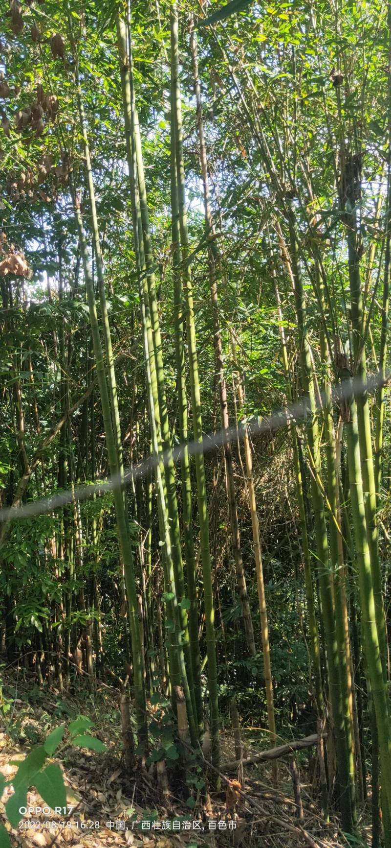 毛楠竹大量现货编织用品