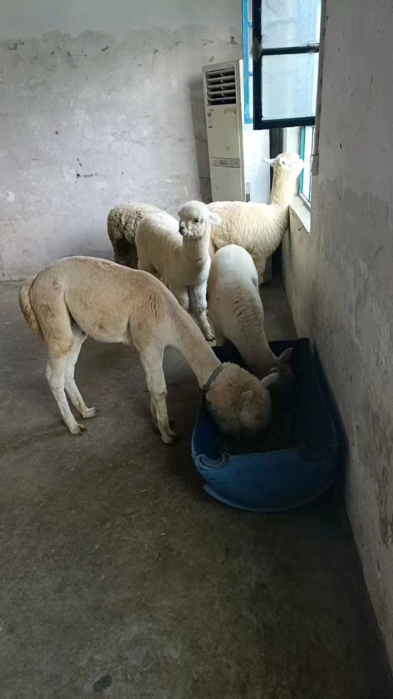 萌宠羊驼景区亲人互动萌宠小羊驼纯色精品羊驼