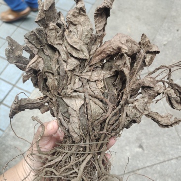 中药材红毛毡虎舌红红毛走马胎货源充足