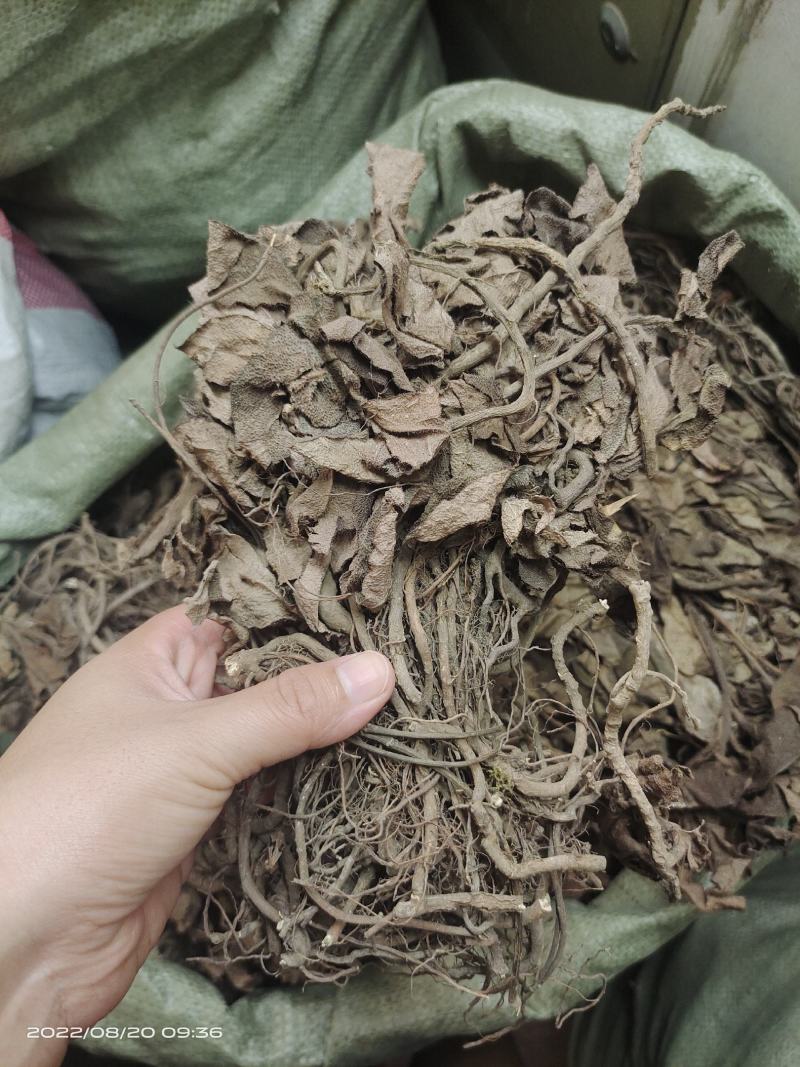 中药材红毛毡虎舌红红毛走马胎货源充足