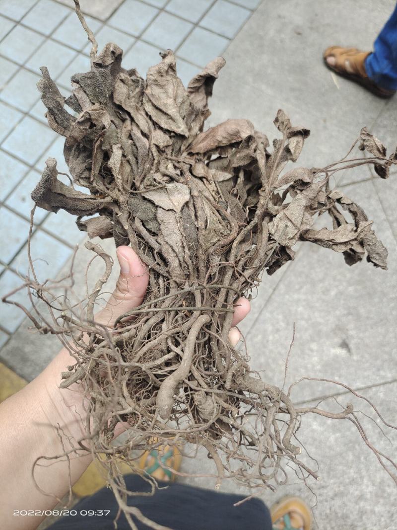 中药材红毛毡虎舌红红毛走马胎货源充足