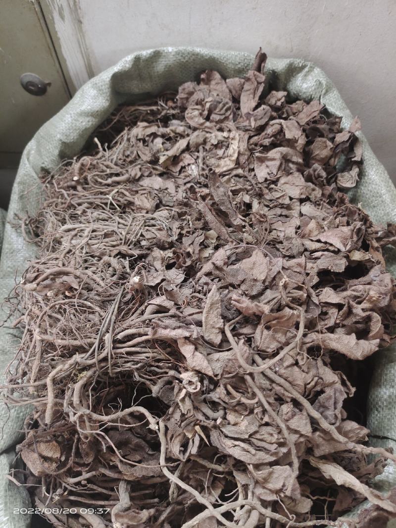 中药材红毛毡虎舌红红毛走马胎货源充足