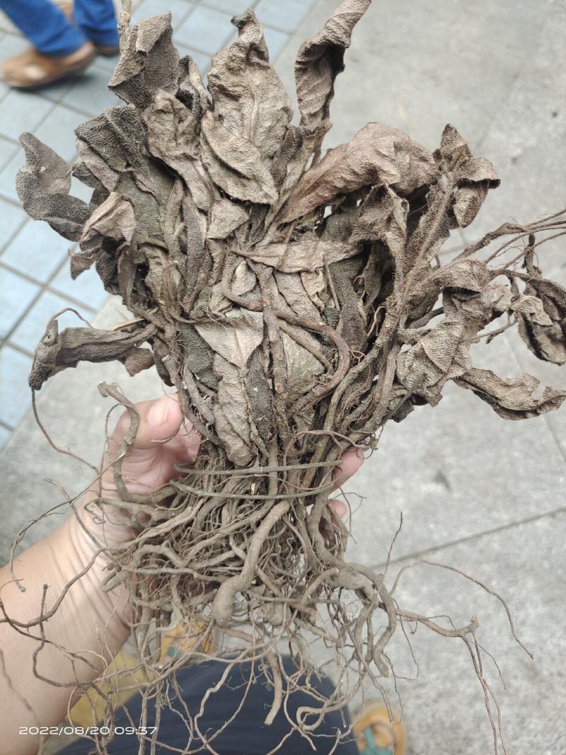 中药材红毛毡虎舌红红毛走马胎货源充足