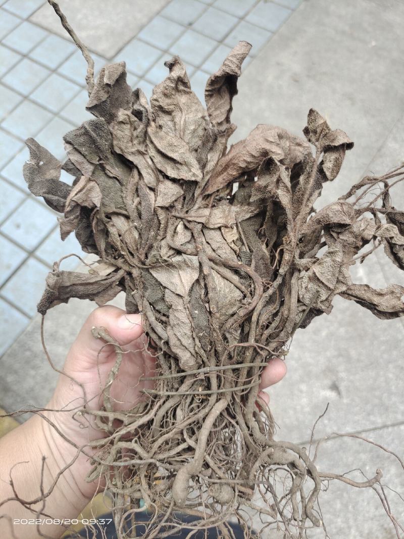 中药材红毛毡虎舌红红毛走马胎货源充足