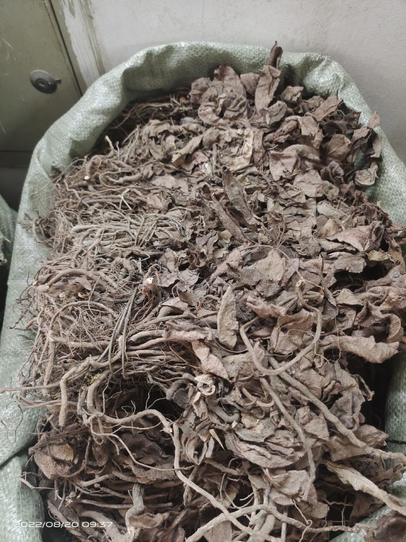 中药材红毛毡虎舌红红毛走马胎货源充足