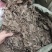 中药材红毛毡虎舌红红毛走马胎货源充足