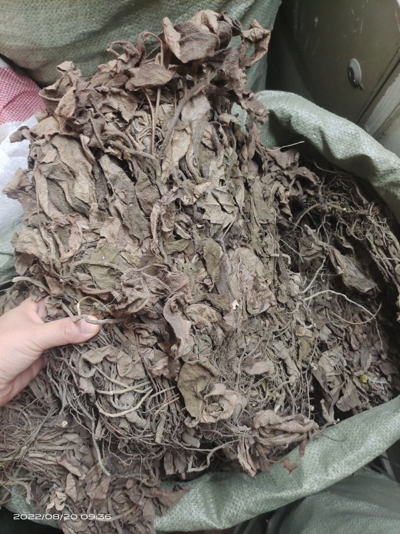 中药材红毛毡虎舌红红毛走马胎货源充足