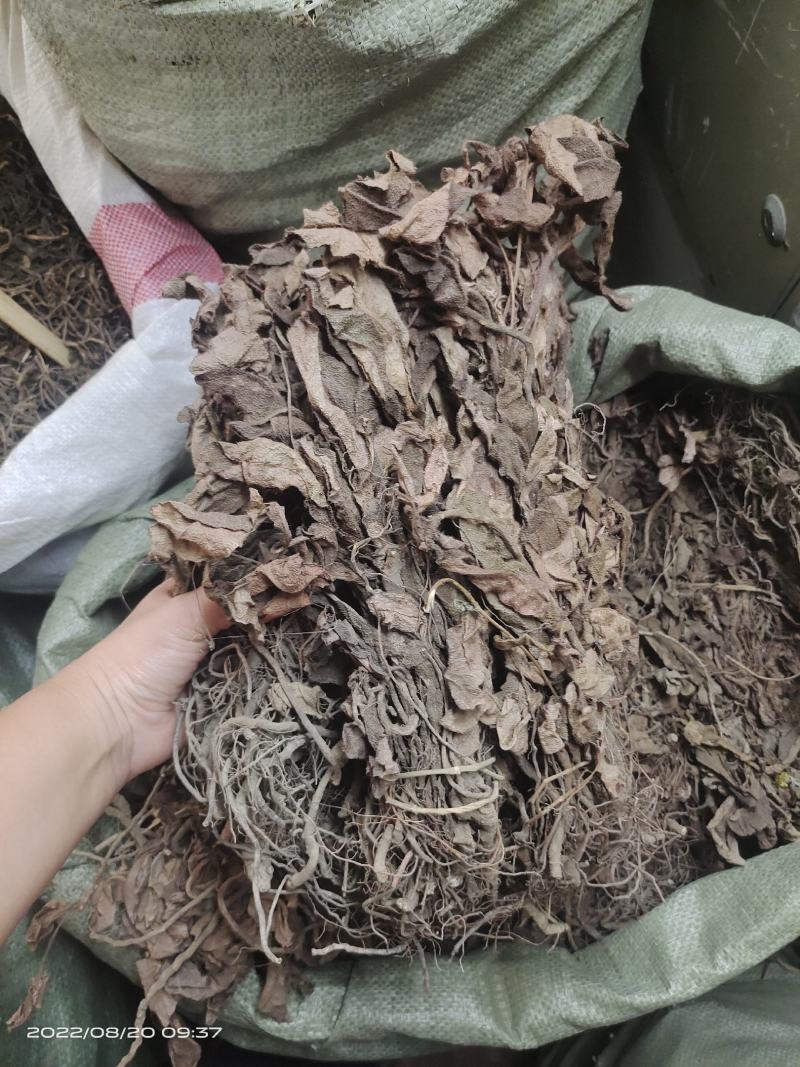 中药材红毛毡虎舌红红毛走马胎货源充足