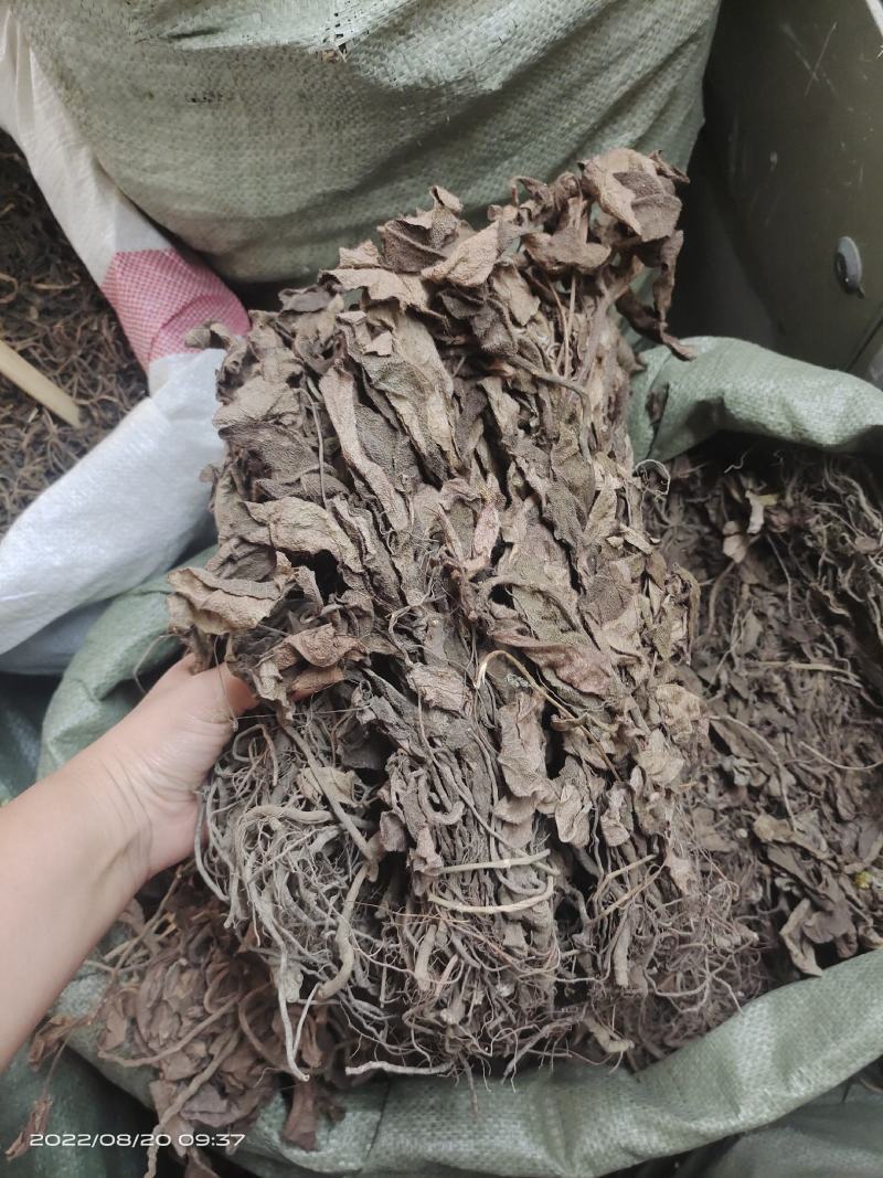 中药材红毛毡虎舌红红毛走马胎货源充足