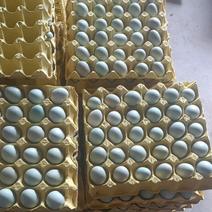 精品绿壳蛋，土鸡蛋，乌鸡蛋大量批发零售。。。。