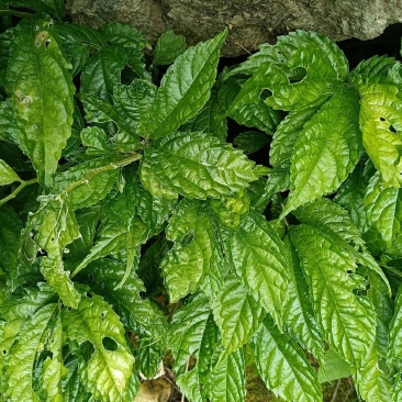 楼梯草