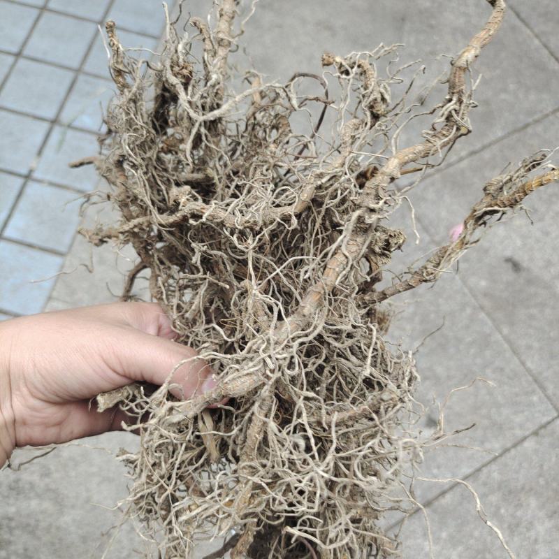 中药材钉地蜈蚣倒地蜈蚣过路蜈蚣货源充足
