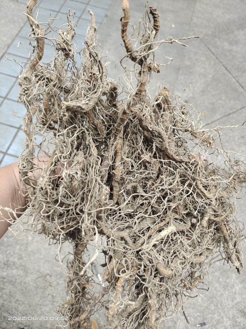 中药材钉地蜈蚣倒地蜈蚣过路蜈蚣货源充足