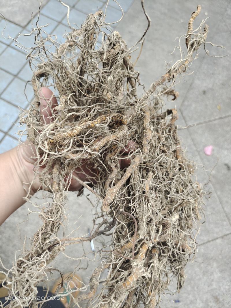 中药材钉地蜈蚣倒地蜈蚣过路蜈蚣货源充足