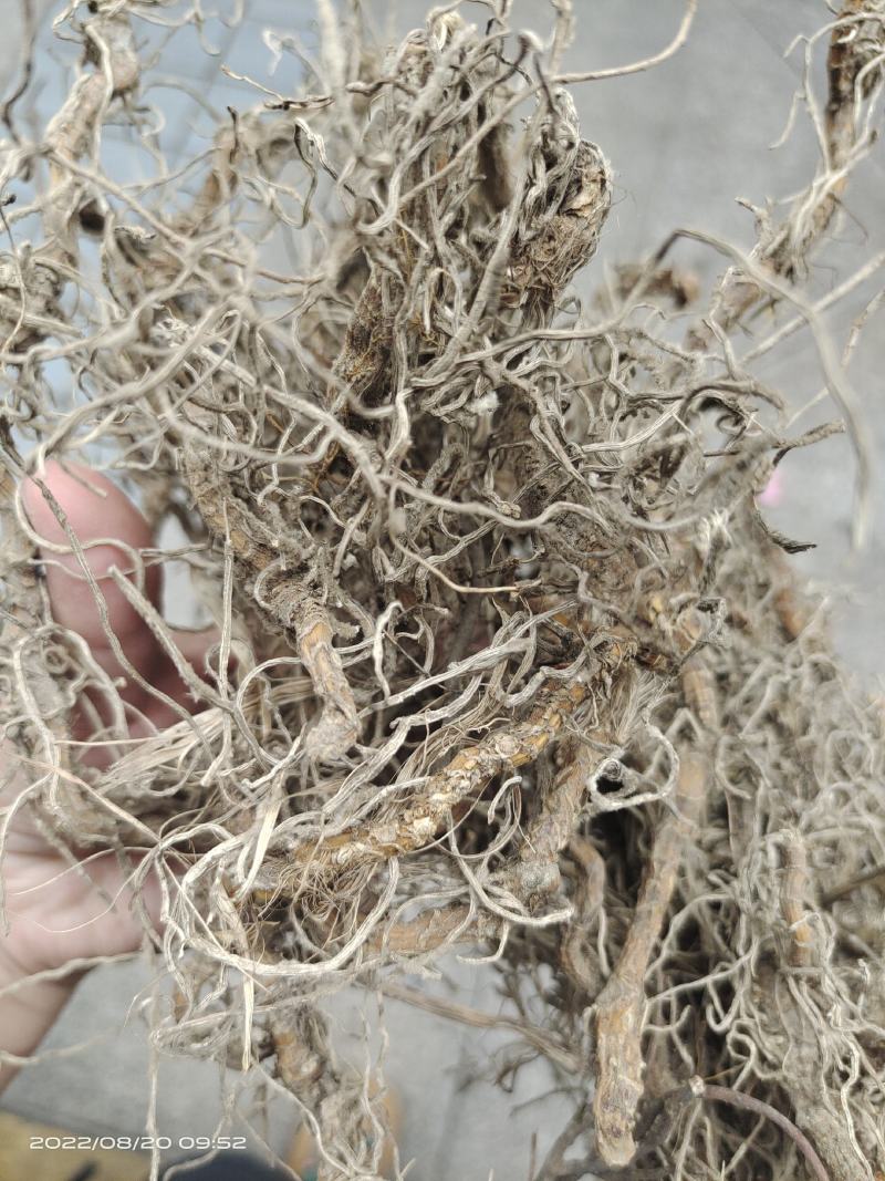 中药材钉地蜈蚣倒地蜈蚣过路蜈蚣货源充足