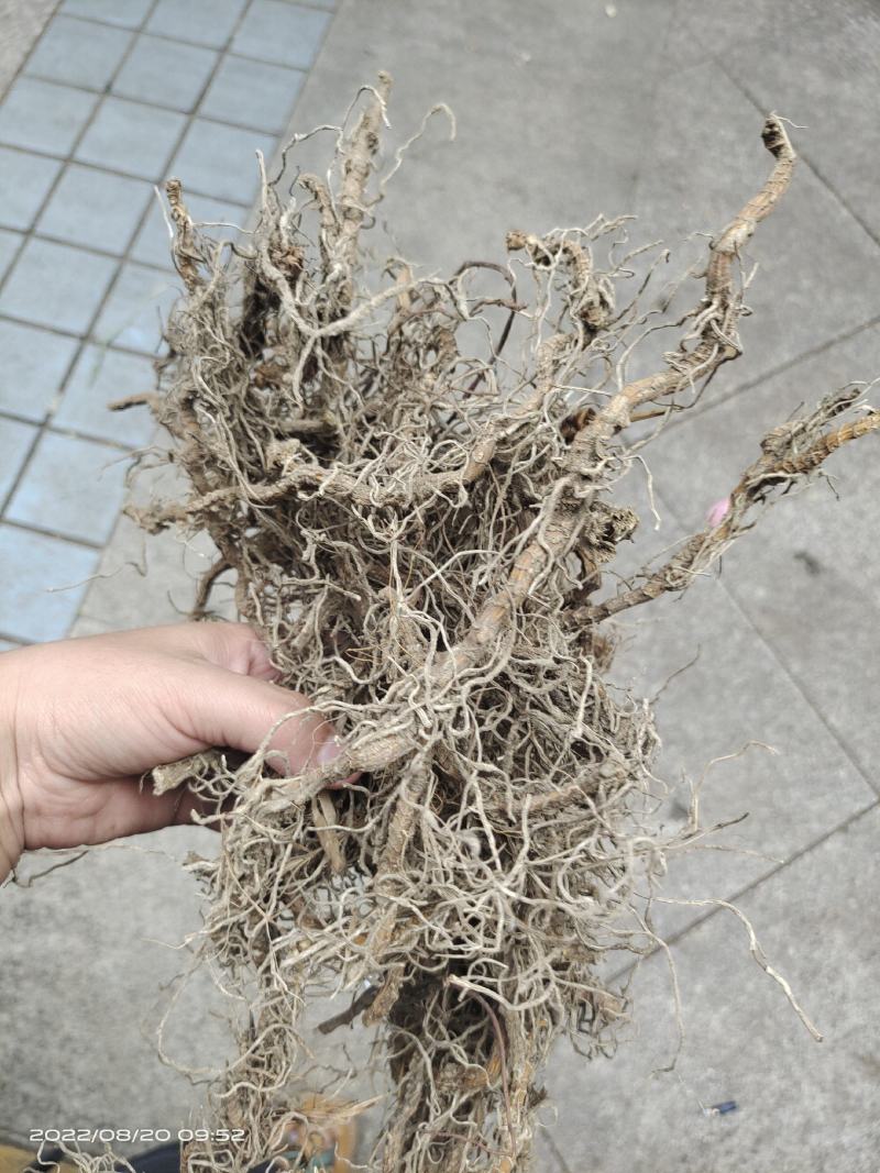 中药材钉地蜈蚣倒地蜈蚣过路蜈蚣货源充足