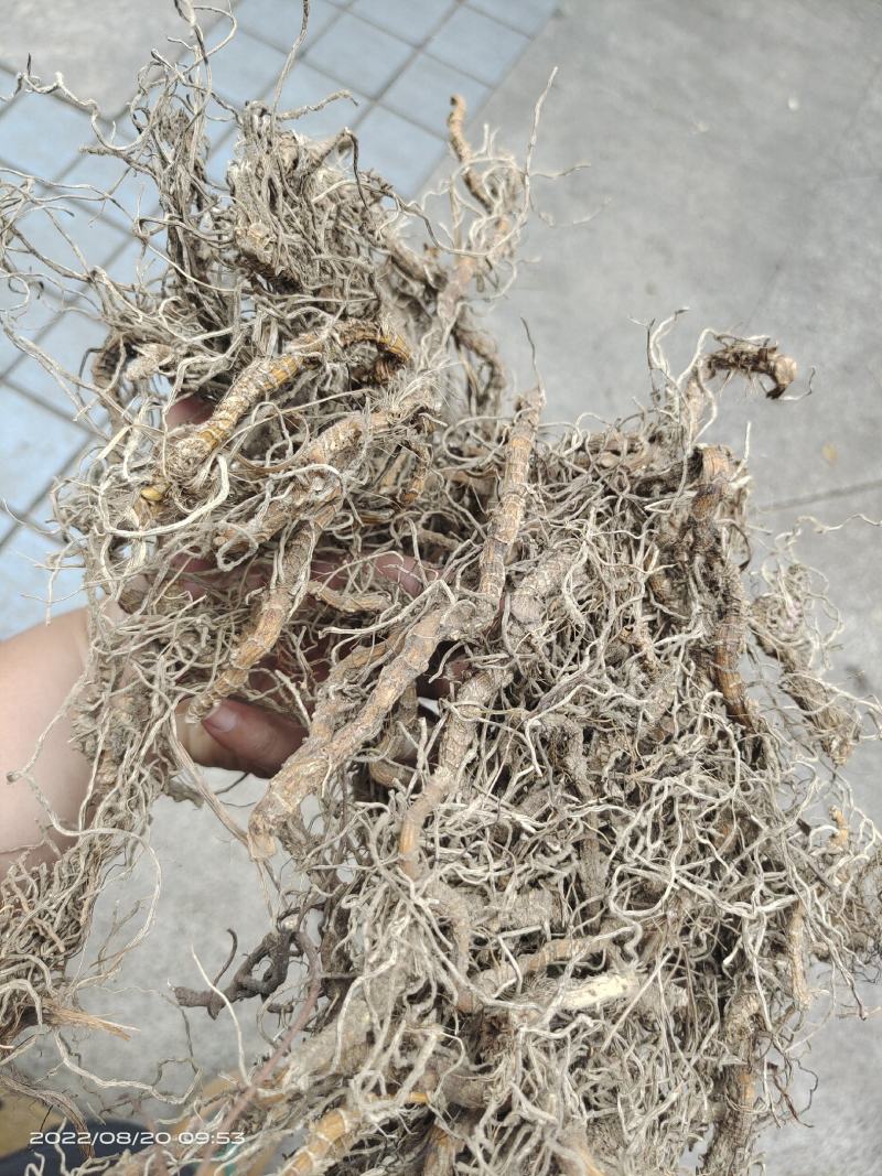 中药材钉地蜈蚣倒地蜈蚣过路蜈蚣货源充足