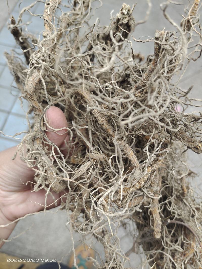 中药材钉地蜈蚣倒地蜈蚣过路蜈蚣货源充足