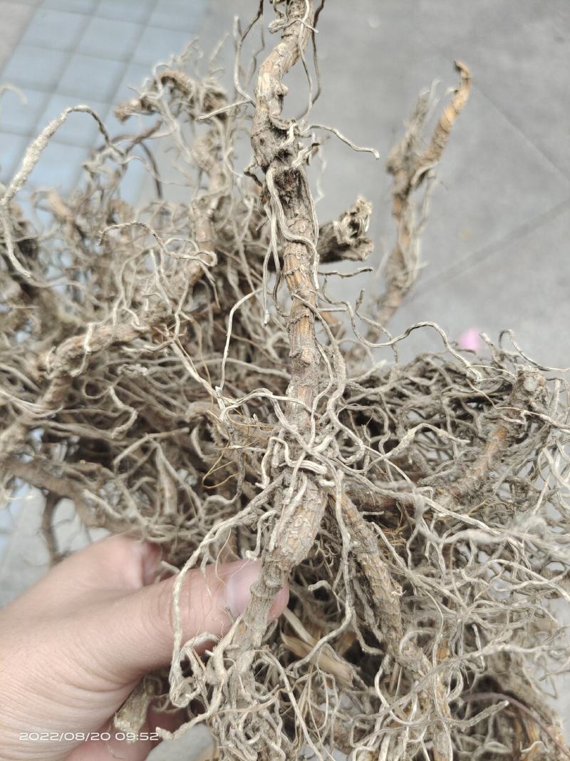 中药材钉地蜈蚣倒地蜈蚣过路蜈蚣货源充足